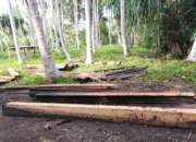 Illegal Logging Diduga Marak di Desa Bisui, Warga Soroti Lemahnya Pengawasan